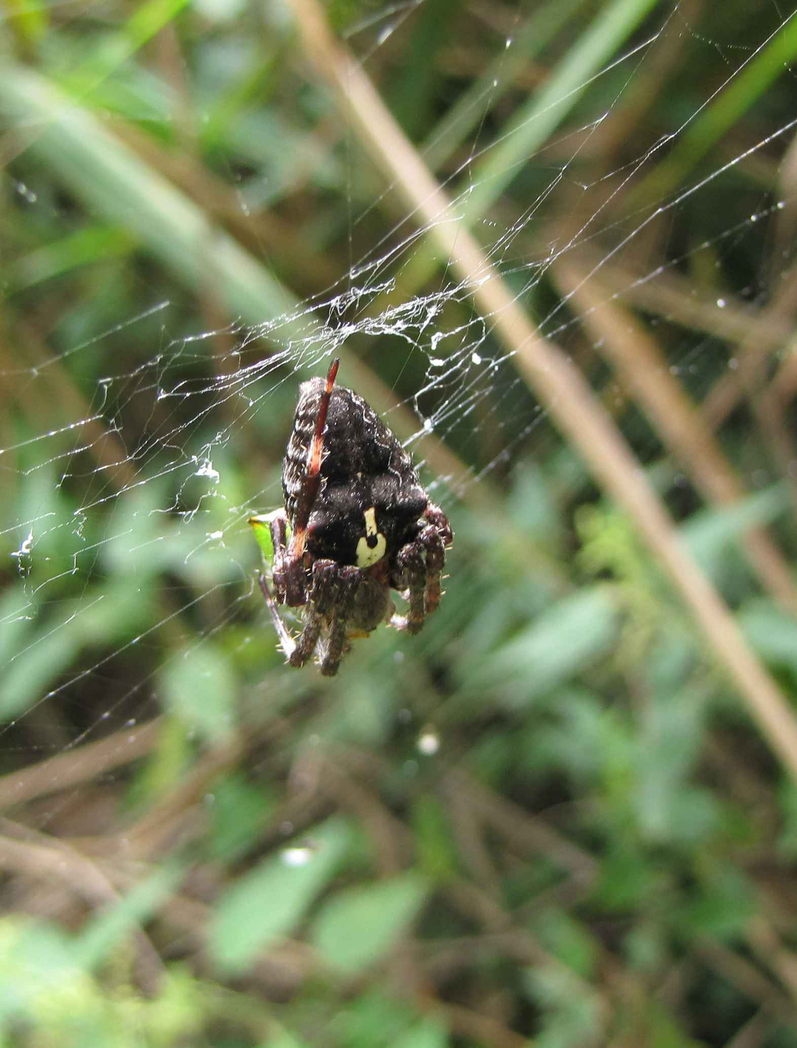 ragno marche (Araneus sp.)